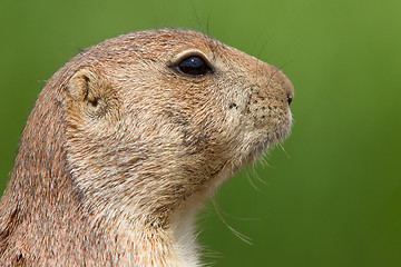 Image showing Prairie dog