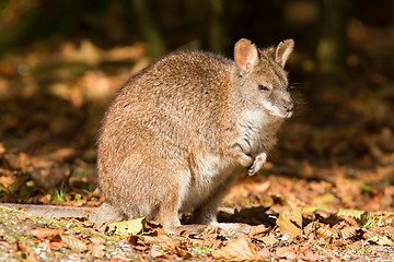 Image showing Close-up of a parma wallaby