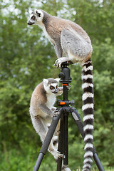 Image showing Ring-tailed lemurs sitting on tripod