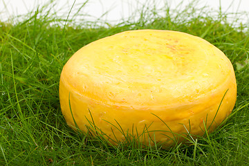 Image showing Round onion cheese isolated in the green grass