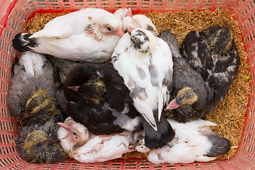 Image showing Pigeons for consumption on a Vietnamese market