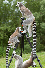 Image showing Ring-tailed lemurs sitting on tripod