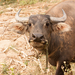Image showing Curious adult water buffalo closeup