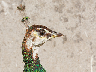 Image showing Female peacock