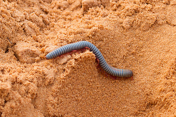 Image showing Vietnamese Rainbow Millipede crawling in the sand