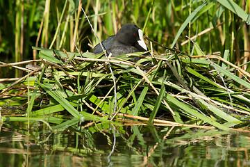 Image showing Common coot sitting on a nest 