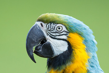 Image showing Close-up of a macaw parrot