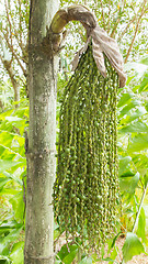 Image showing Cluster of berries in a tree