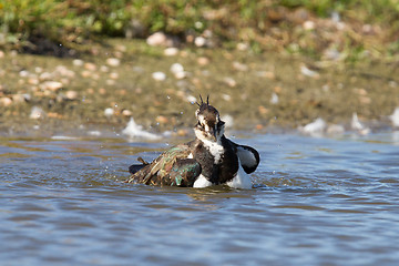 Image showing Lapwing taking a bath in a lake