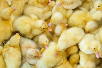 Image showing Little chicks in a basket, for sale on a Vietnamese market