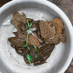 Image showing Toads for consumption are being sold on a Vietnamese market