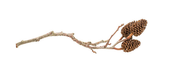 Image showing Alder cone on a branch