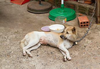 Image showing Dog on chain with lock, prevention from stealing for consumption