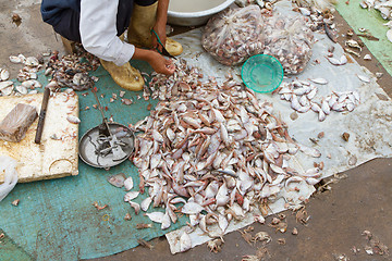 Image showing Freshly catch fish on a market