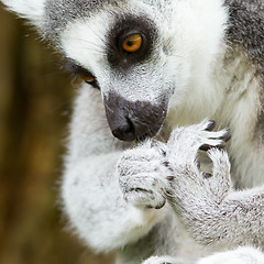 Image showing Ring-tailed lemur (Lemur catta) cleaning it's claw