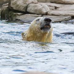 Image showing Close-up of a polarbear in capticity 