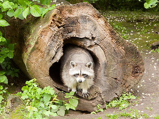 Image showing Adult raccoon at his nest