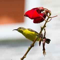 Image showing Olive Backed Sunbird - Female