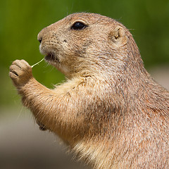 Image showing Cute prairie dog eating