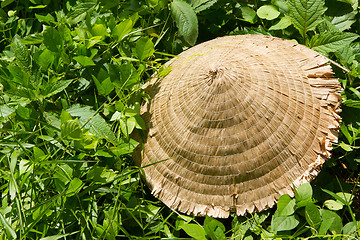 Image showing Abandoned asian conical hat isolated on green plants