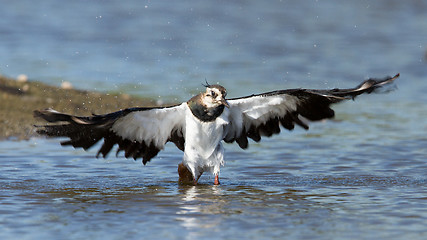 Image showing Lapwing taking a bath in a lake
