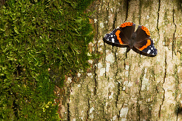 Image showing Red Admiral Butterfly - Vanessa atalanta