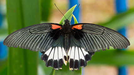 Image showing Big colorful butterfly 