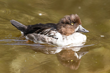 Image showing Swimming female tufted duck, changing it's plumage