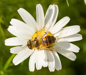 Image showing Fly drinking nectar on a wild white flower 