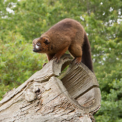 Image showing Red-bellied Lemur (Eulemur rubriventer)