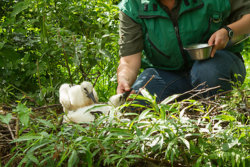 Image showing Human feeding two young stork chicks