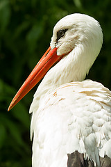 Image showing Stork in its natural habitat 