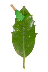 Image showing Small clothes pin with a christmas tree on a leaf (butchers broo