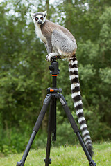 Image showing Ring-tailed lemur sitting on tripod
