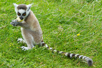 Image showing Ring-tailed lemur eating fruit