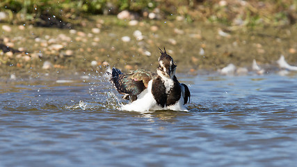 Image showing Lapwing taking a bath in a lake