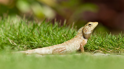 Image showing Close up of a lizard