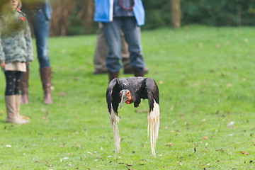 Image showing Southern Ground hornbill (Bucorvus leadbeateri)