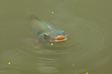 Image showing Fish is swimming in a lake