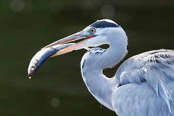 Image showing Great blue heron spears a fish