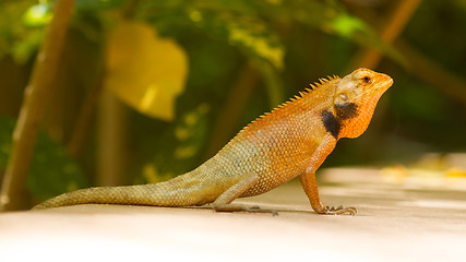 Image showing Close up of a lizard