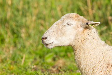 Image showing White sheep enjoying the sun