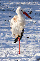 Image showing Adult stork standing in the snow