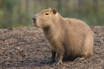 Image showing Capybara (Hydrochoerus hydrochaeris) resting