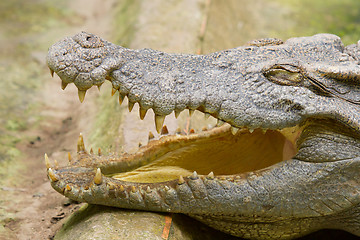 Image showing Crocodile resting in the sun