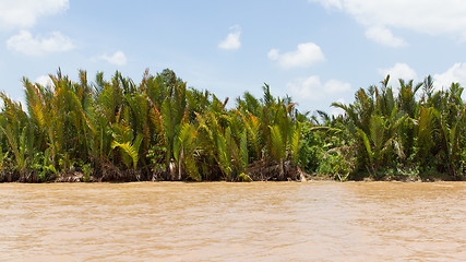 Image showing Palm trees in the Mekong delta