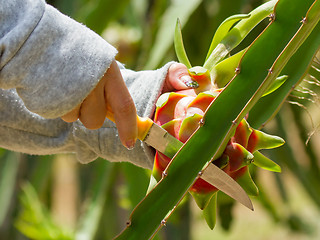 Image showing Woman harvesting a dragon fruit