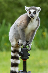 Image showing Ring-tailed lemur sitting on tripod