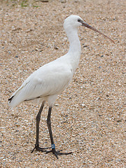 Image showing Spoonbill in it's natural habitat