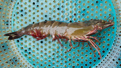 Image showing Large living prawn on a Vietnamese market